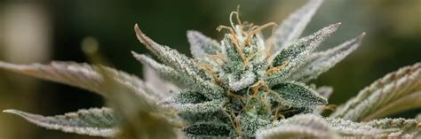 gumbo smalls strain